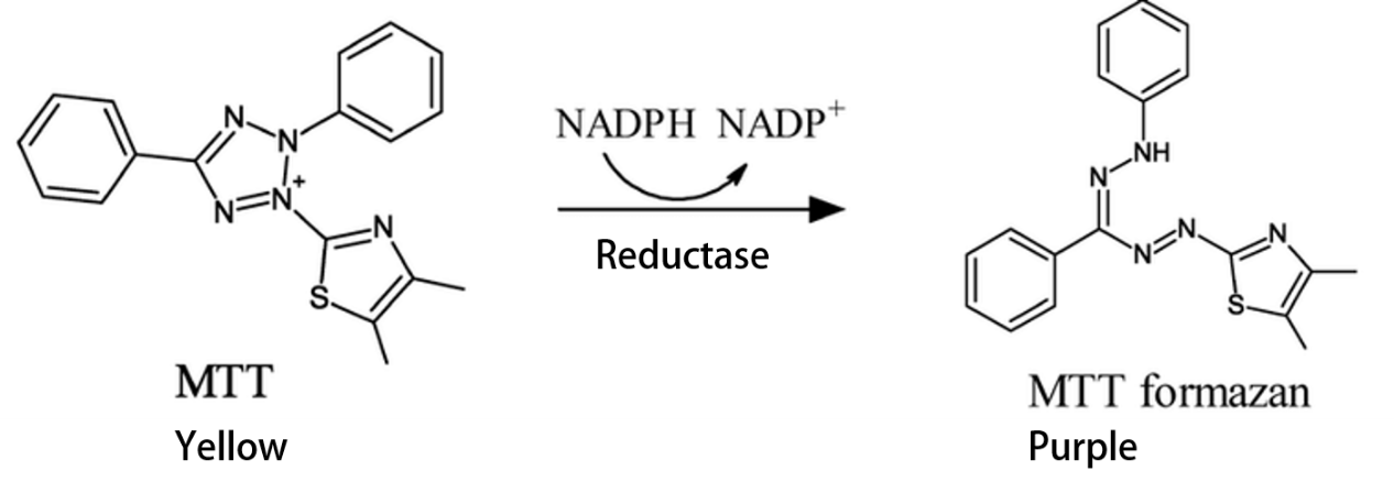 MTT reduction