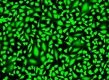 figure-for-cell-explorer-live-cell-label