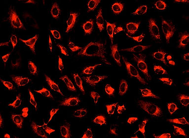 figure-for-mitolite-deep-red-fx660_mBW6P